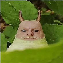 Tutifrufu