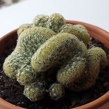 colestia