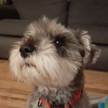 PJ