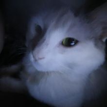Estelilk