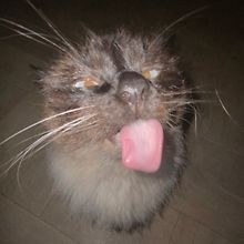 Owan