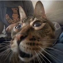 kat015