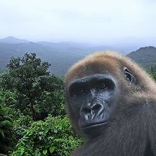 Singe2222