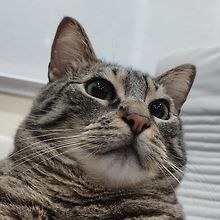 Rai