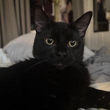 ava