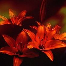Jewel