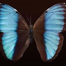 Nibyo