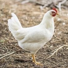 MrChicken 