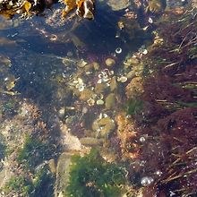 starfish