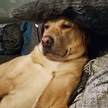 Sam