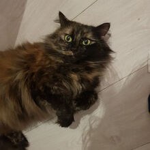 Nila