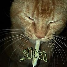 Jake Bossin