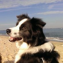 Harvey