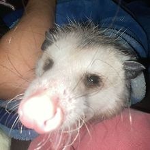 Pieper