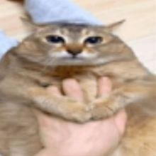 Cascarrubias