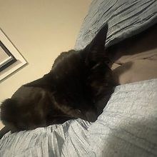 Ava