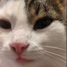 Timo