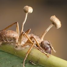 Cordyceps