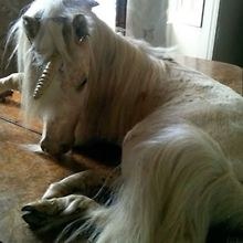 TheBestUnicorn