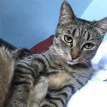 Isa