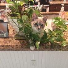 Sylvia