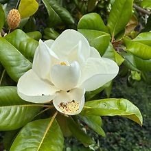 WinterMagnolia