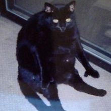 dan