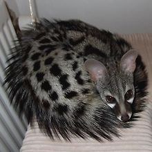 miosia