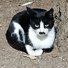 FURKAN