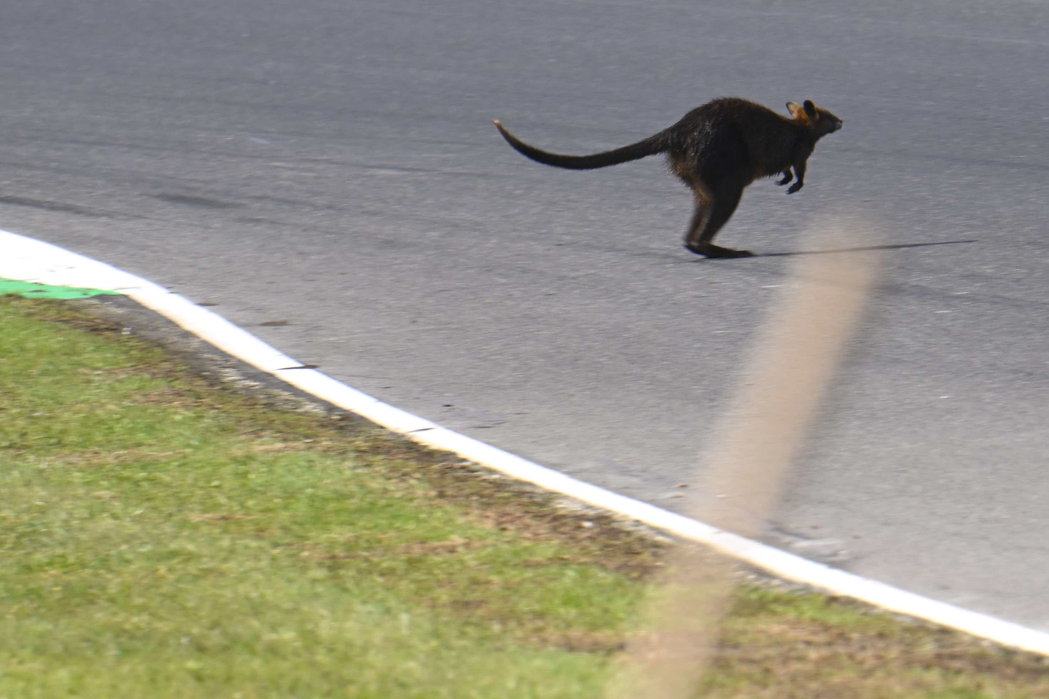 wallaby Phillip Island MotoGP