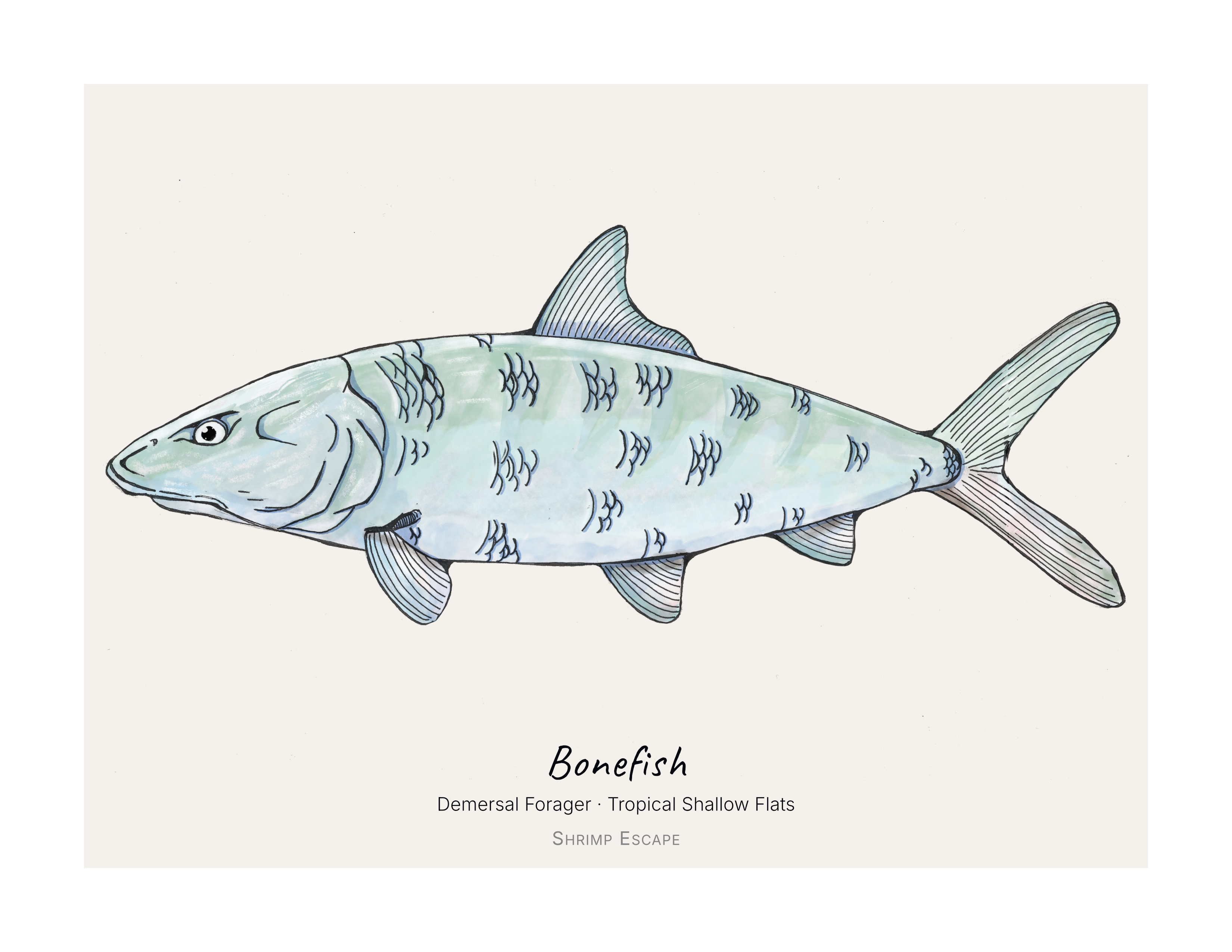 Bonefish (Albus vulpes) — Signed Art Print