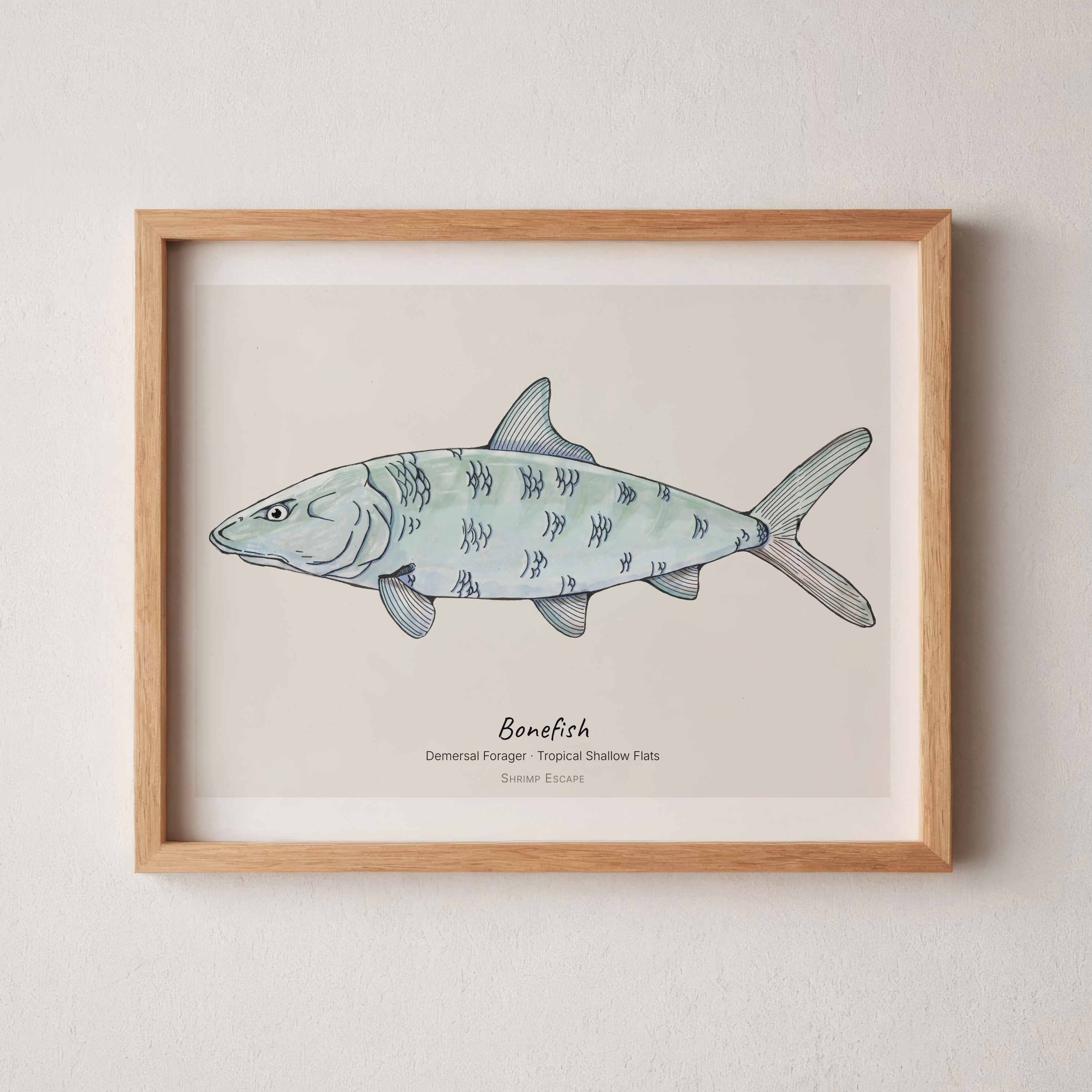 Bonefish (Albus vulpes) — Signed Art Print