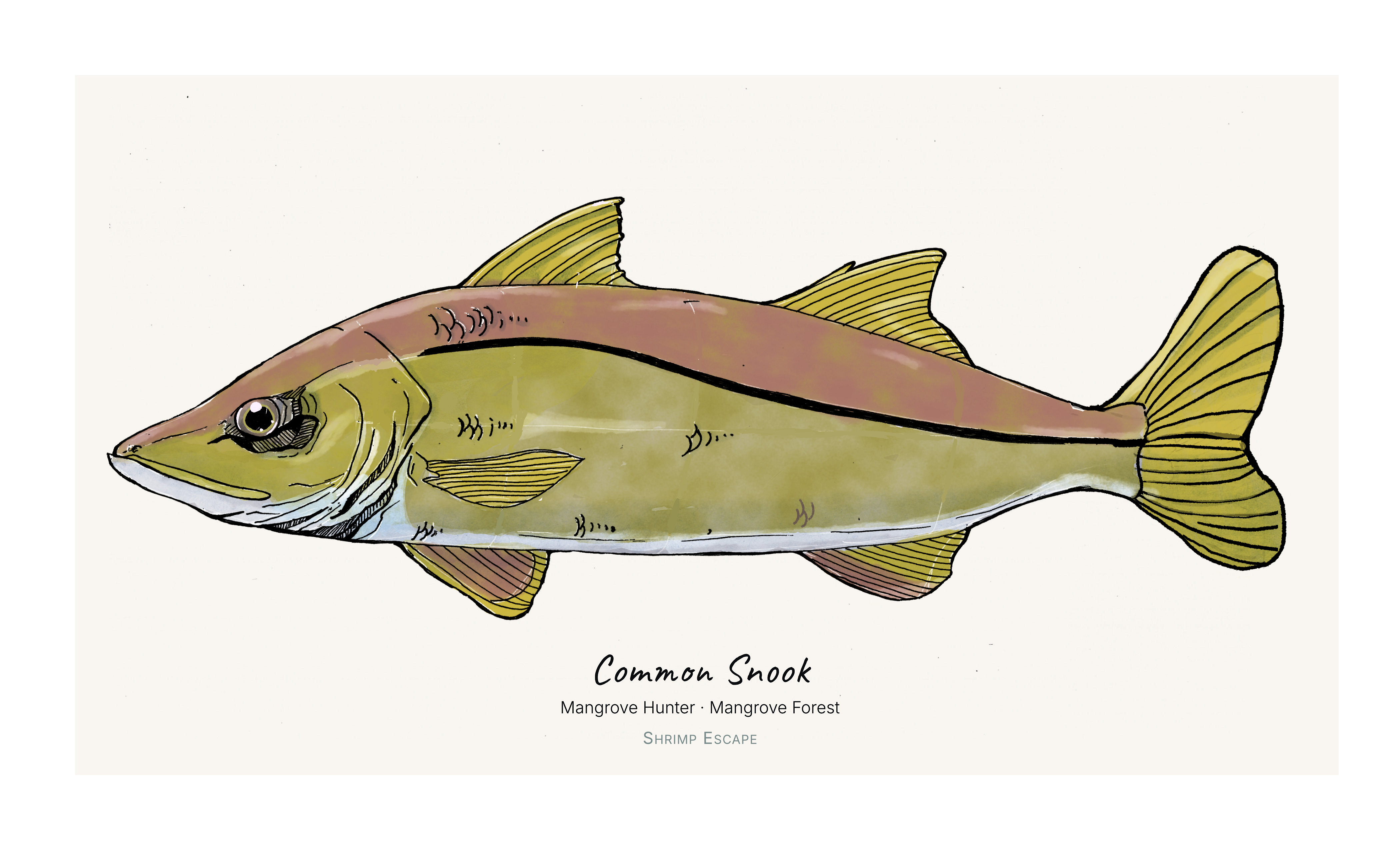 Common Snook (Centropomus undecimalis) - Signed Art Print