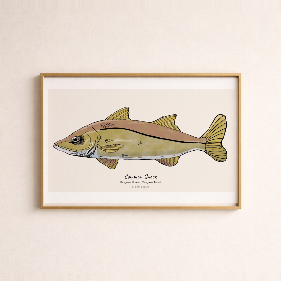Common Snook (Centropomus undecimalis) - Signed Art Print