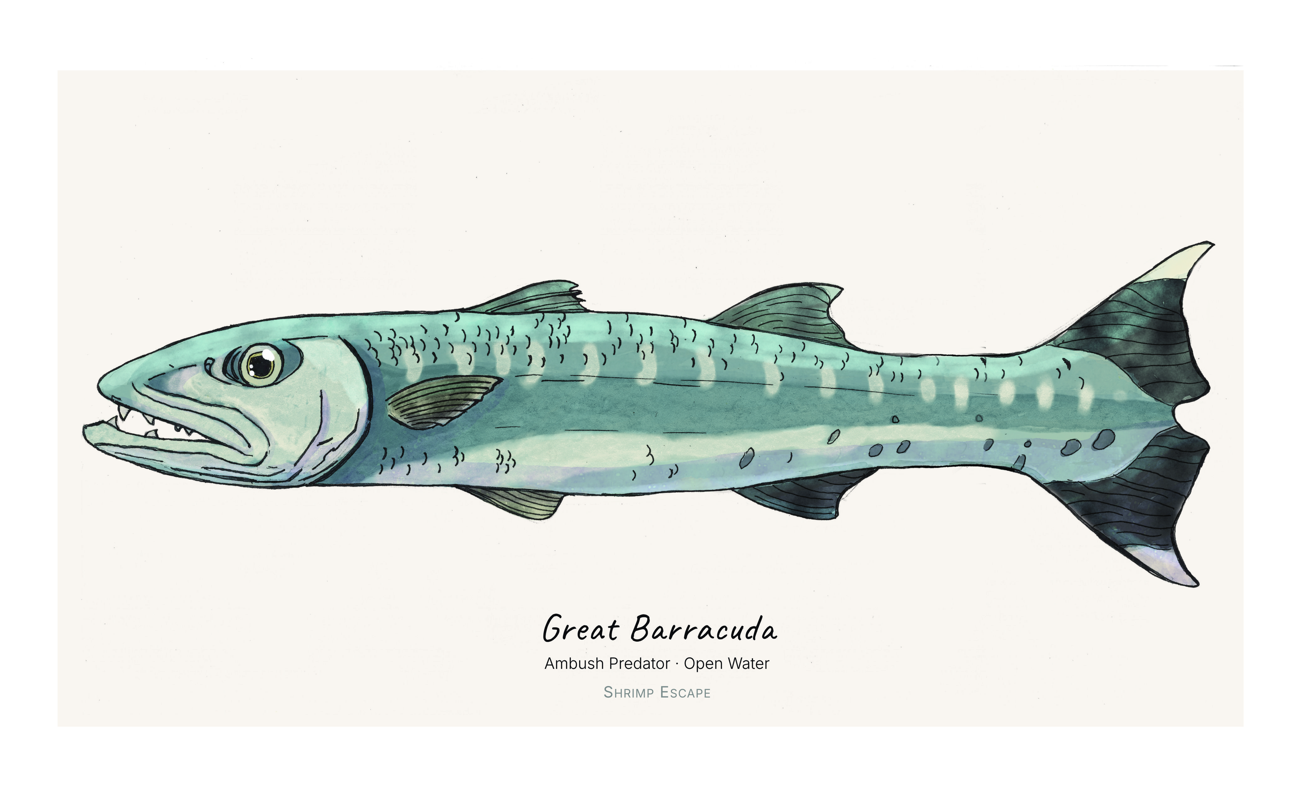 Great Barracuda (Sphyraena barracuda)