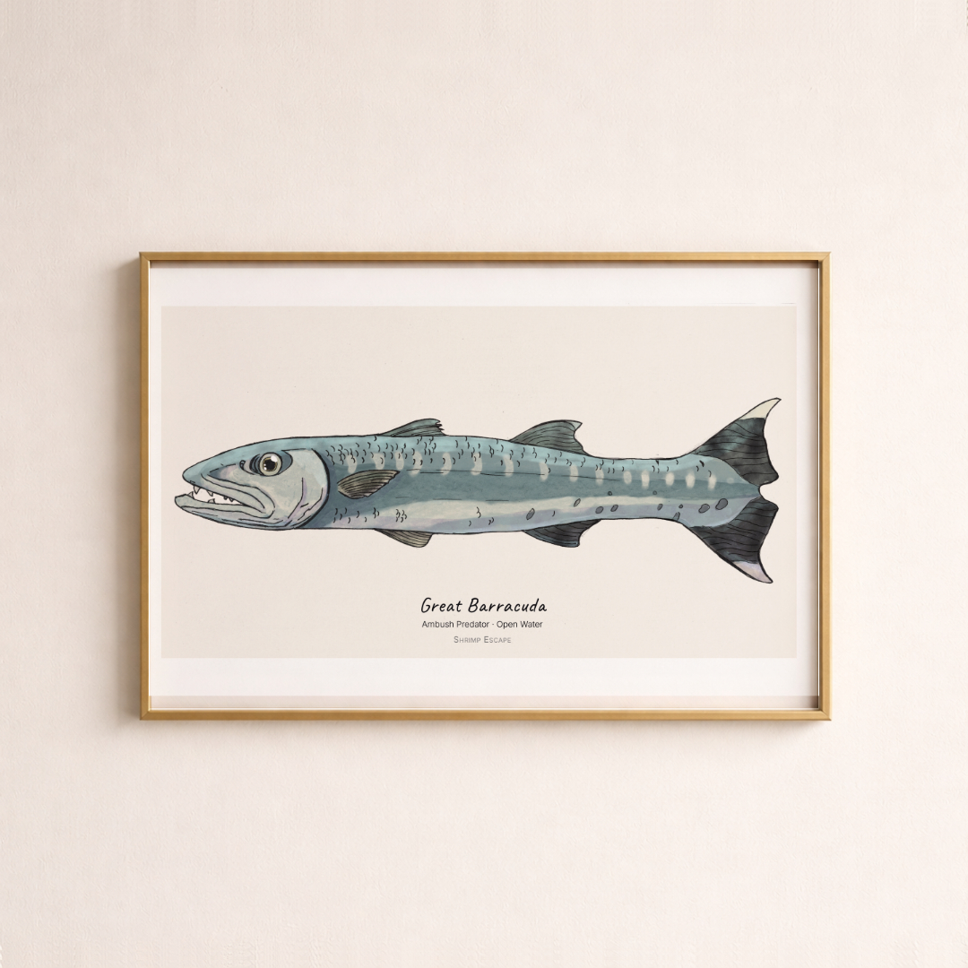 Great Barracuda (Sphyraena barracuda)