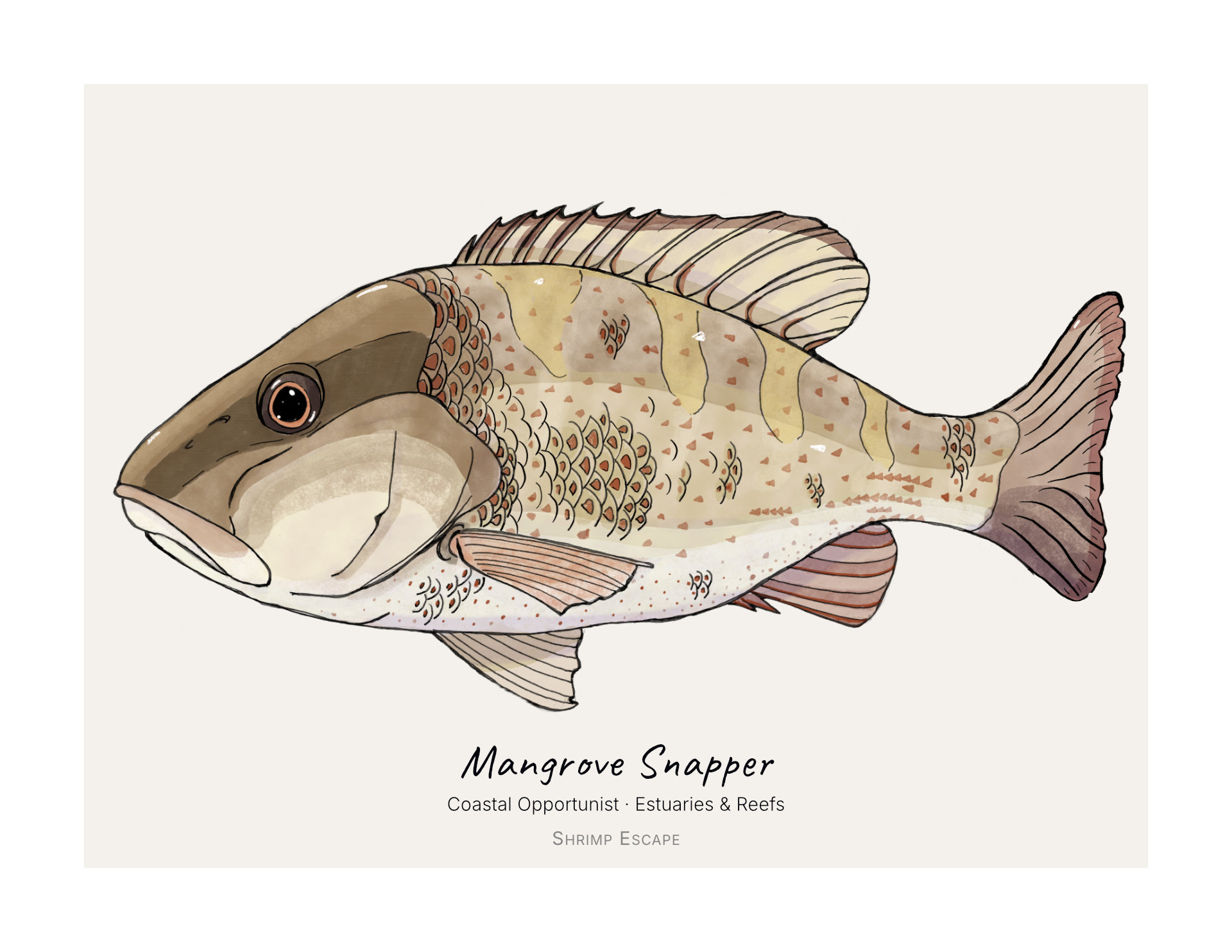 Mangrove Snapper (Lutjanus griseus) — Signed Art Print