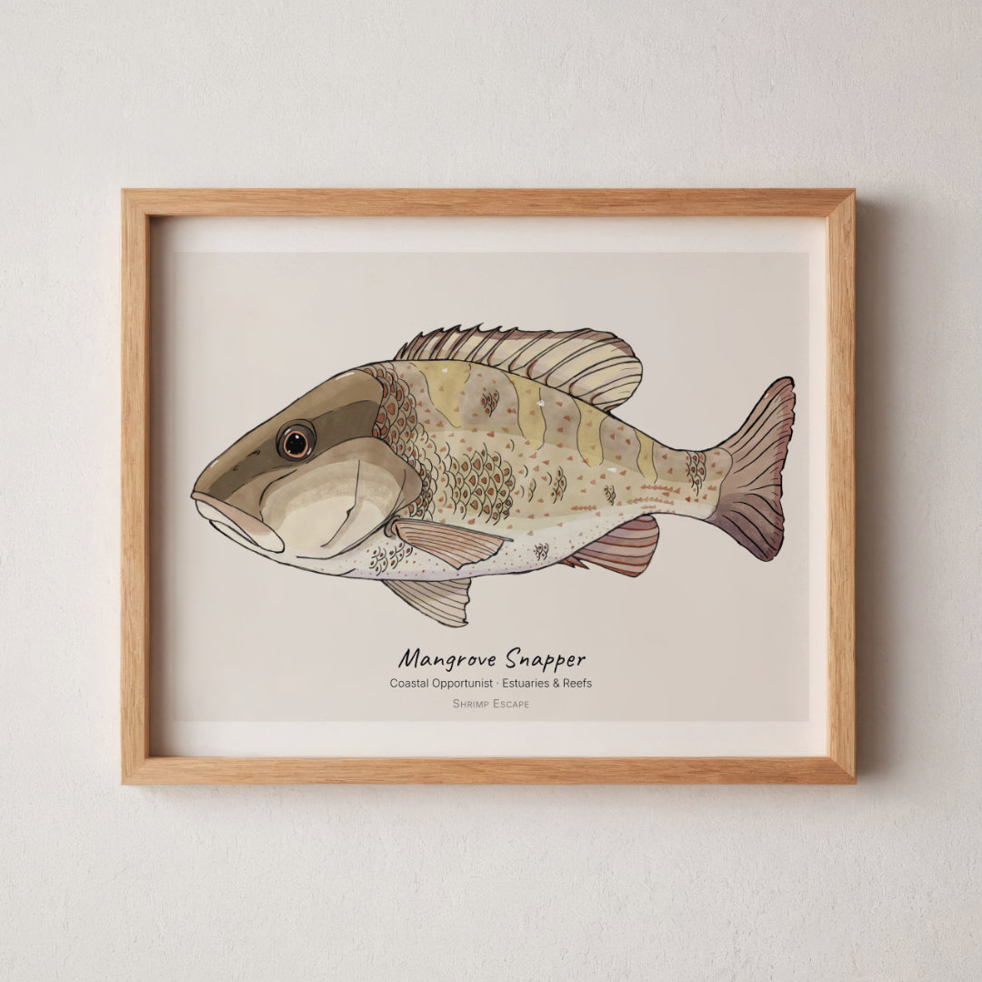 Mangrove Snapper (Lutjanus griseus) — Signed Art Print