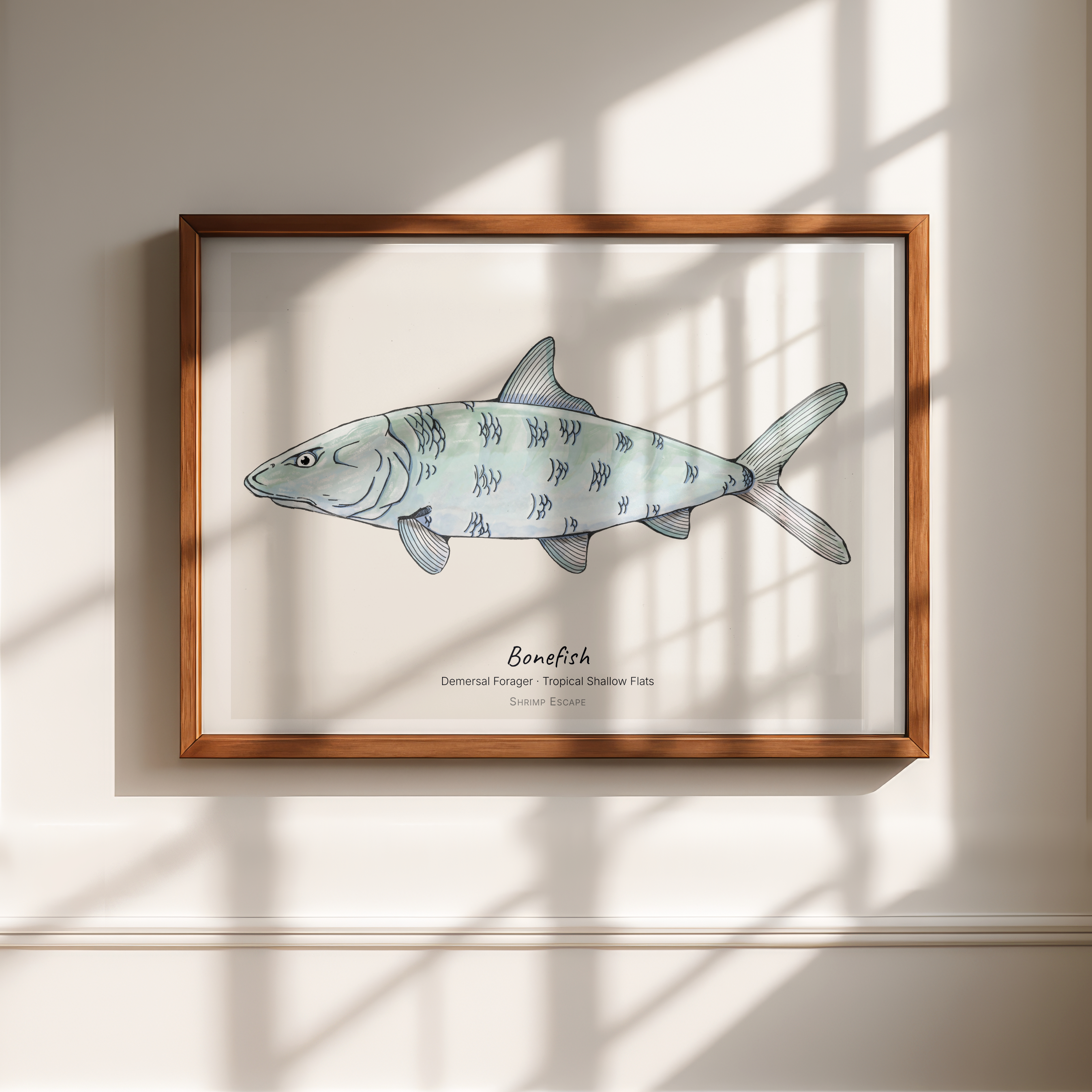 Bonefish (Albus vulpes) — Signed Art Print