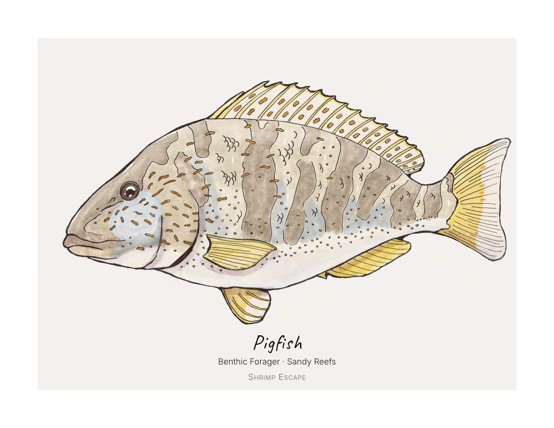 Pigfish (Orthopristis chrysoptera) — Signed Art Print