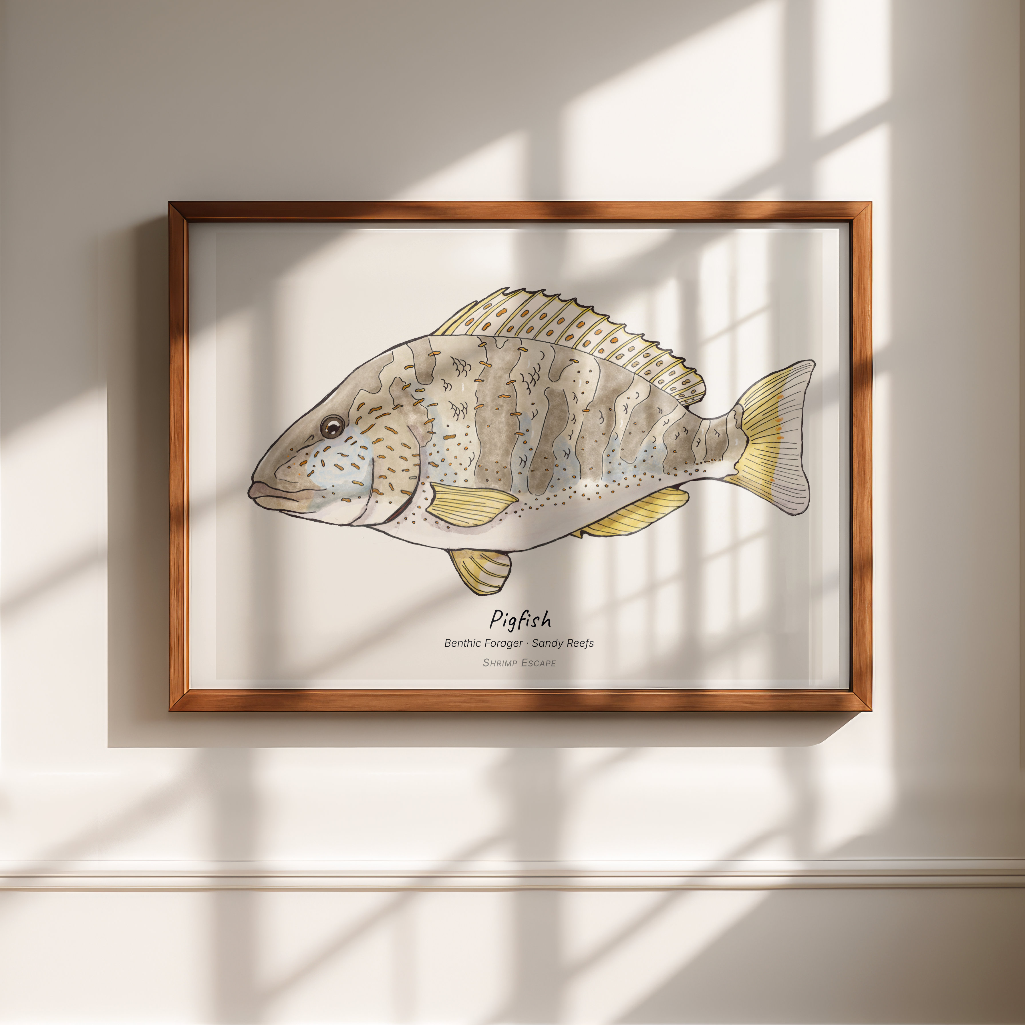 Pigfish (Orthopristis chrysoptera) — Signed Art Print