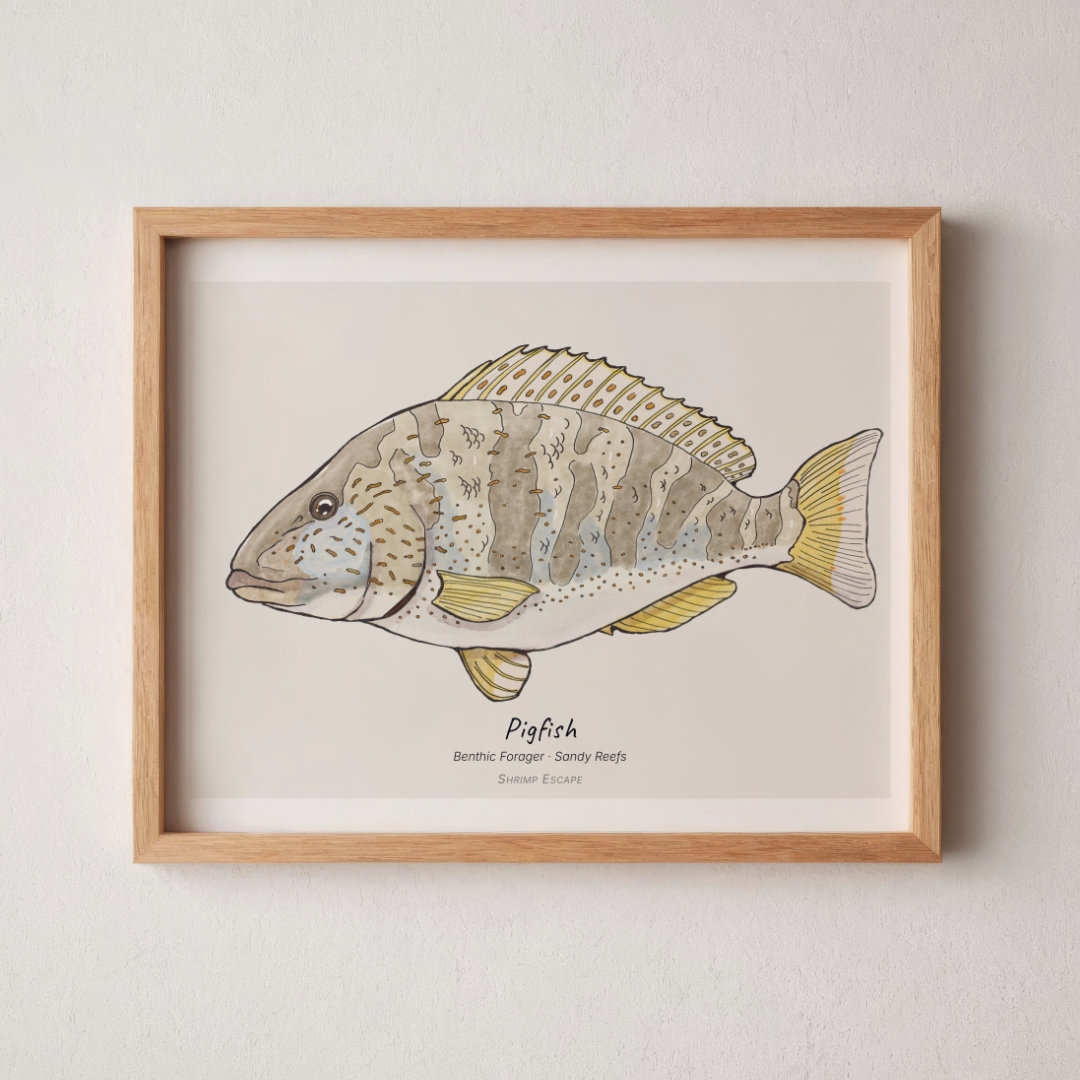 Pigfish (Orthopristis chrysoptera) — Signed Art Print
