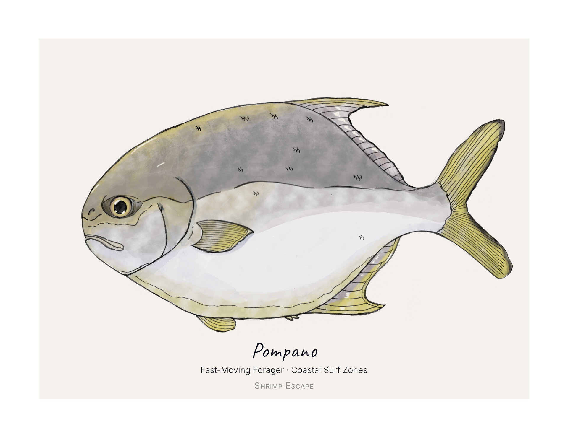 Pompano (Trachinotus carolinus) — Signed Art Print