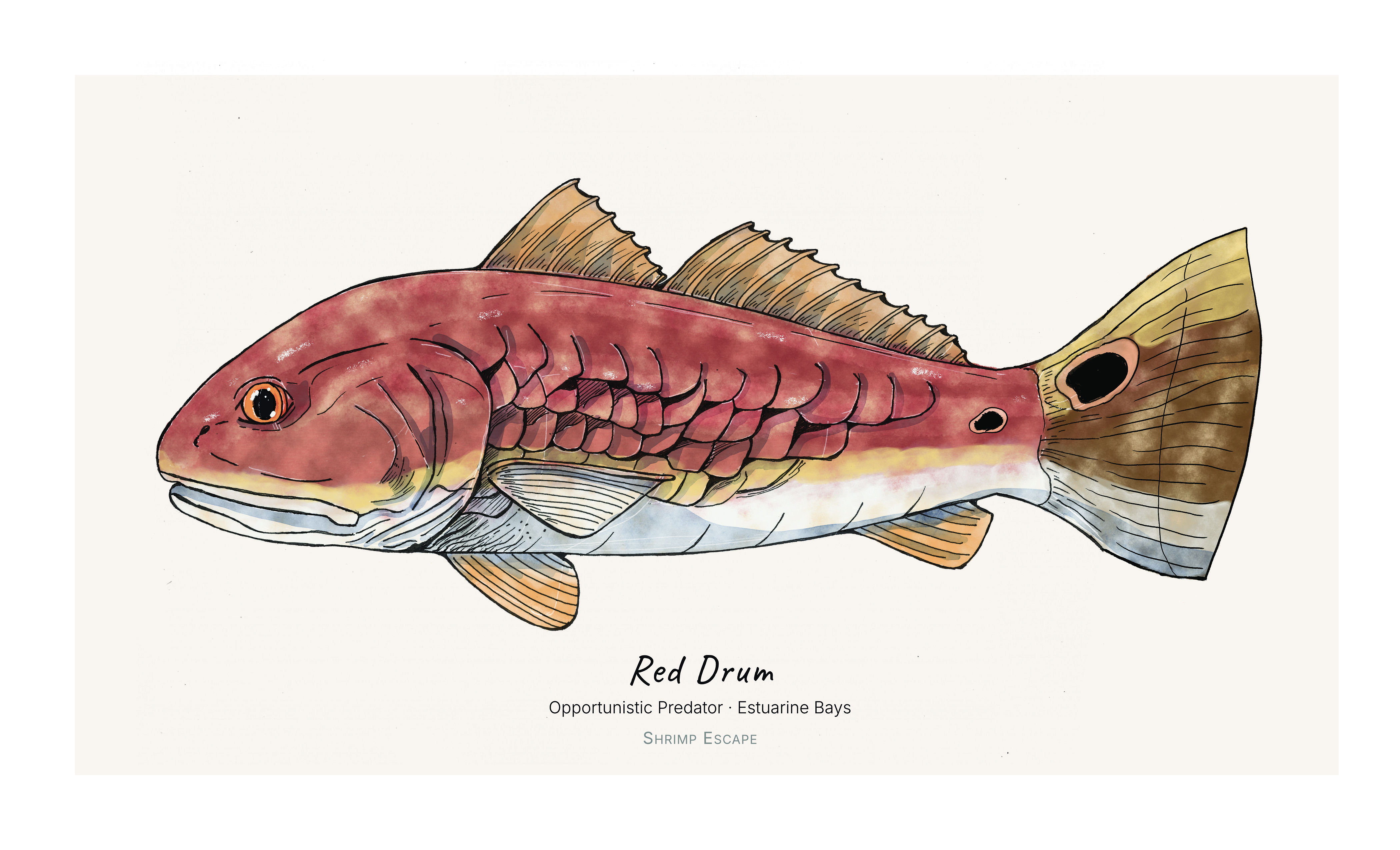 Red Drum (Sciaenops ocellatus) - Signed Art Print