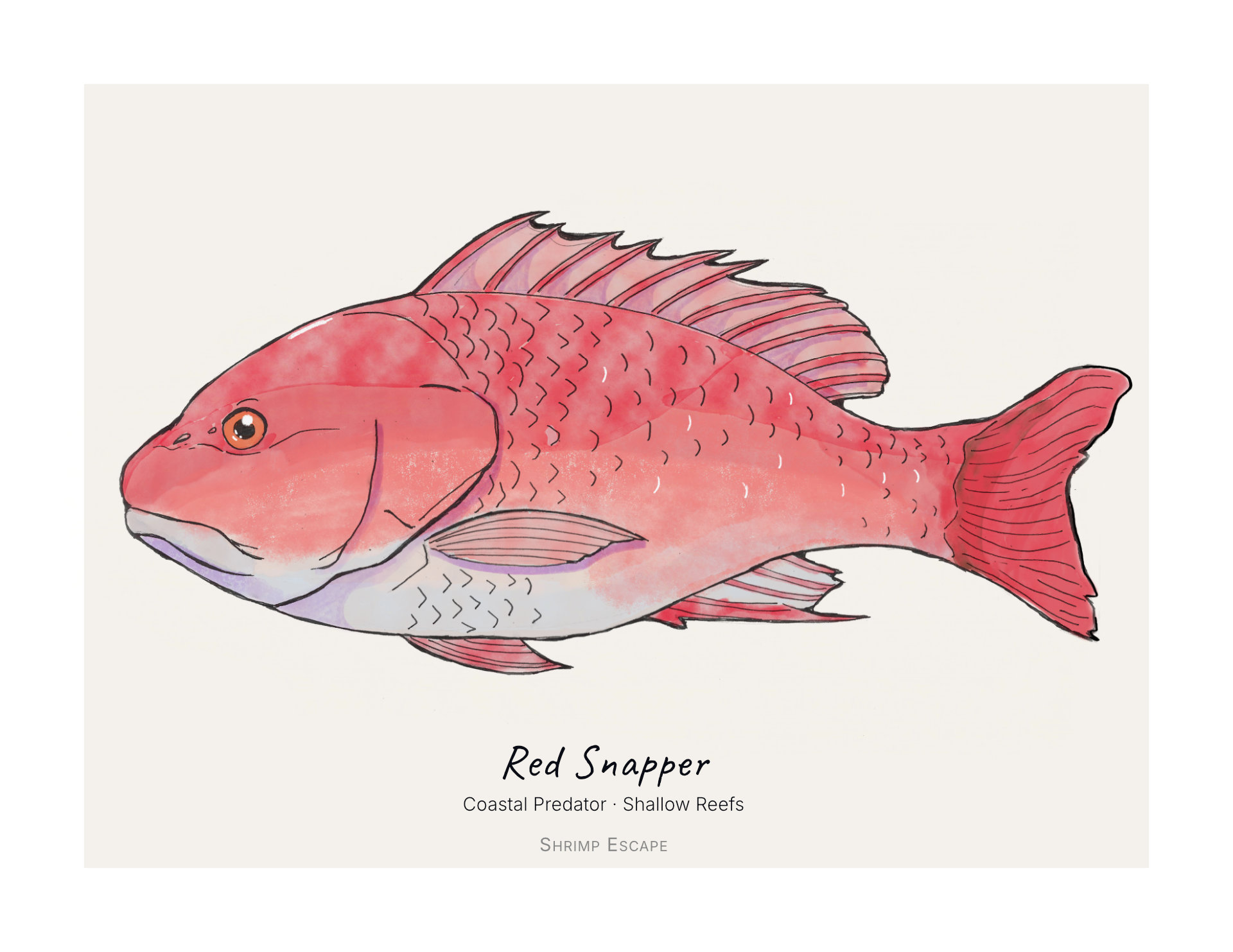 Northern Red Snapper (Lutjanus campechanus) — Signed Art Print