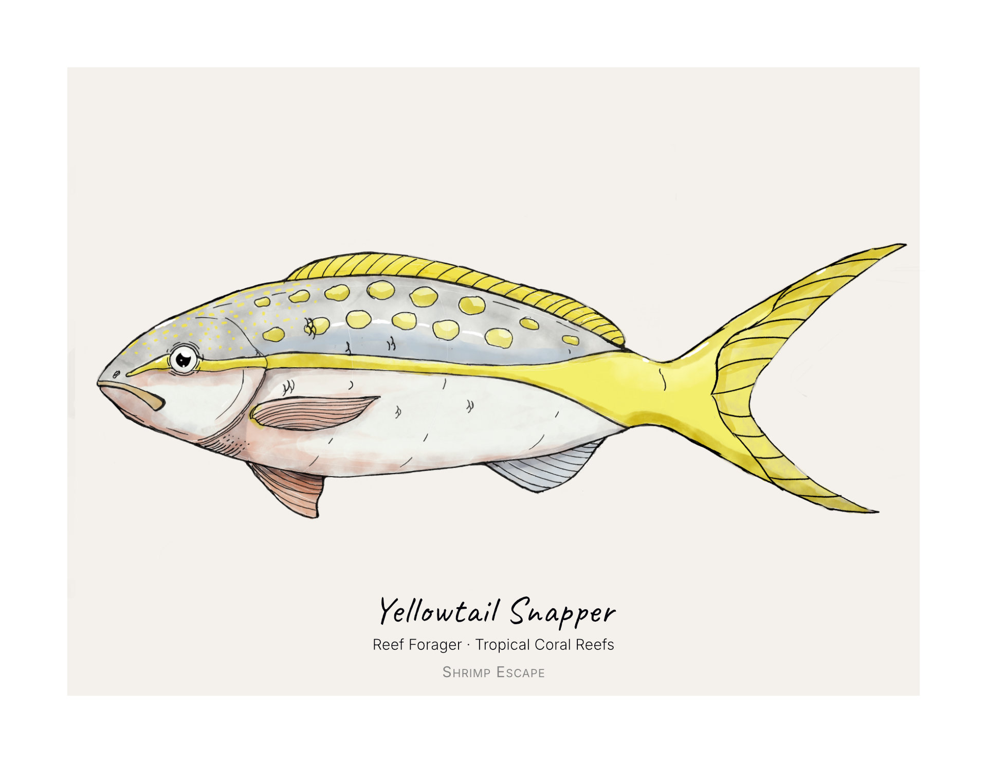 Yellowtail Snapper (Ocyurus chrysurus) — Signed Art Print