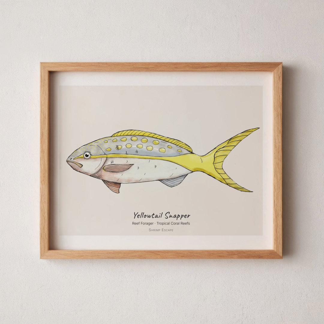 Yellowtail Snapper (Ocyurus chrysurus) — Signed Art Print