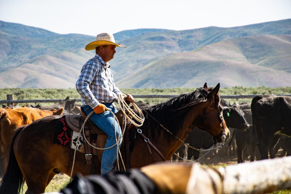 Vaquero https://storage.googleapis.com/thefilmvault/web/warehouses/671ded6321063c7600c2cfda/671ded6d21063c7600c2cfeb_medium.JPEG
