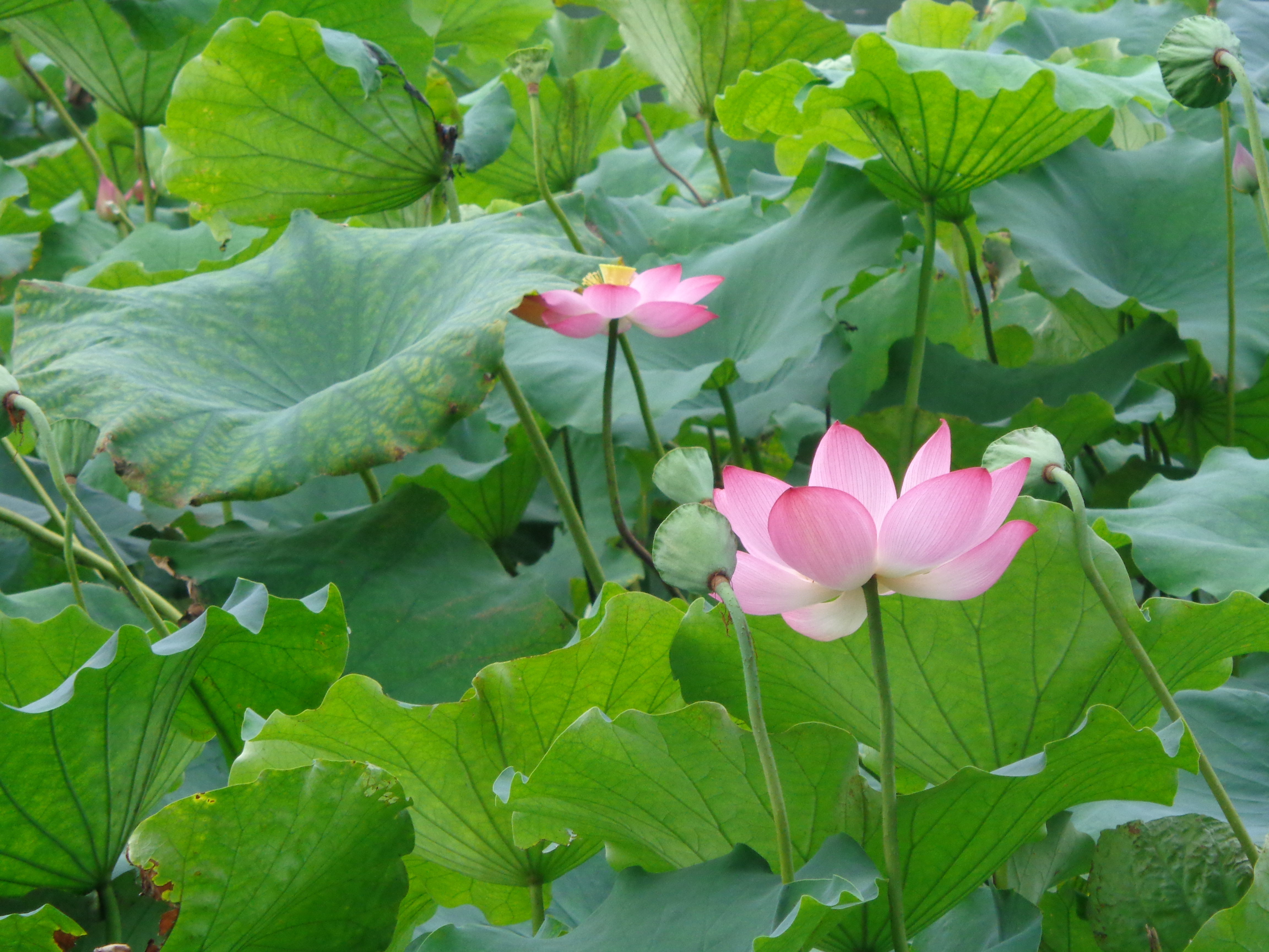 Hangzhou Water Lillies