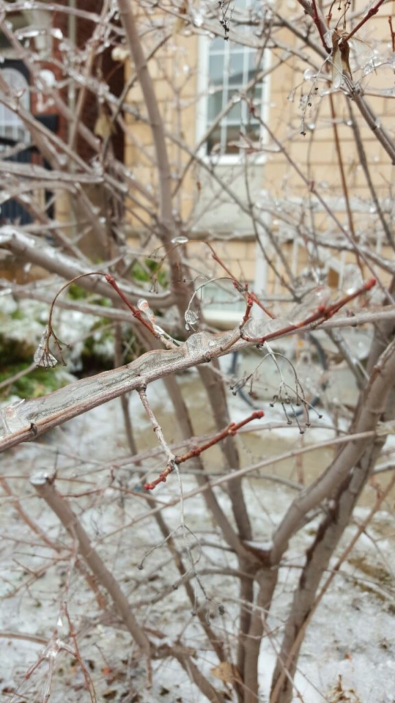 frozen rain